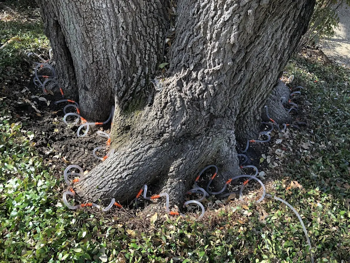 Detailed Tree Cabling and Bracing job site in North Lewisburg