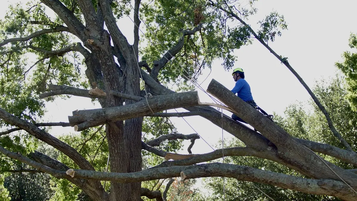 Professional Hazardous Tree Removal performed by certified arborists in North Lewisburg