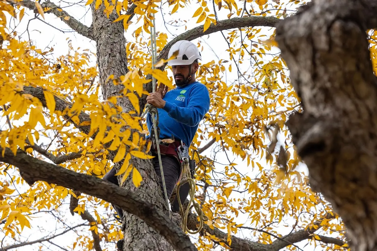 Skilled Storm Damage Cleanup crew working in North Lewisburg