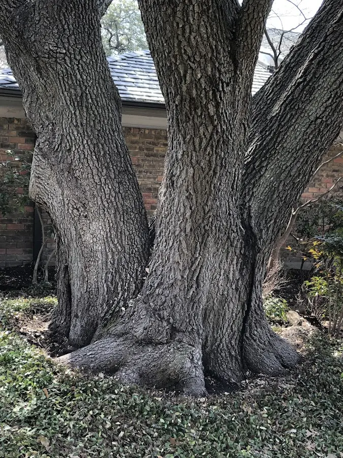 Mature heritage tree close to a North Lewisburg property cared for by certified arborists